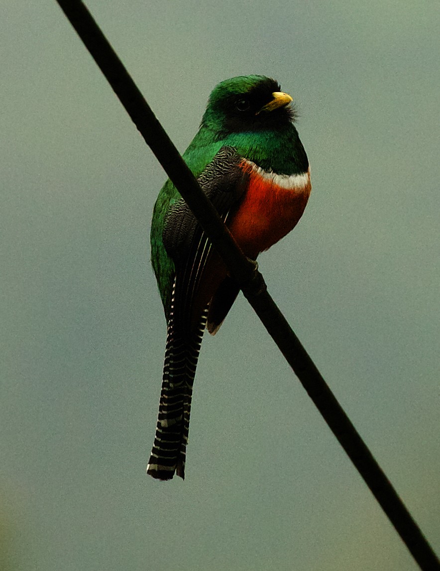 Collared Trogon - ML591106451