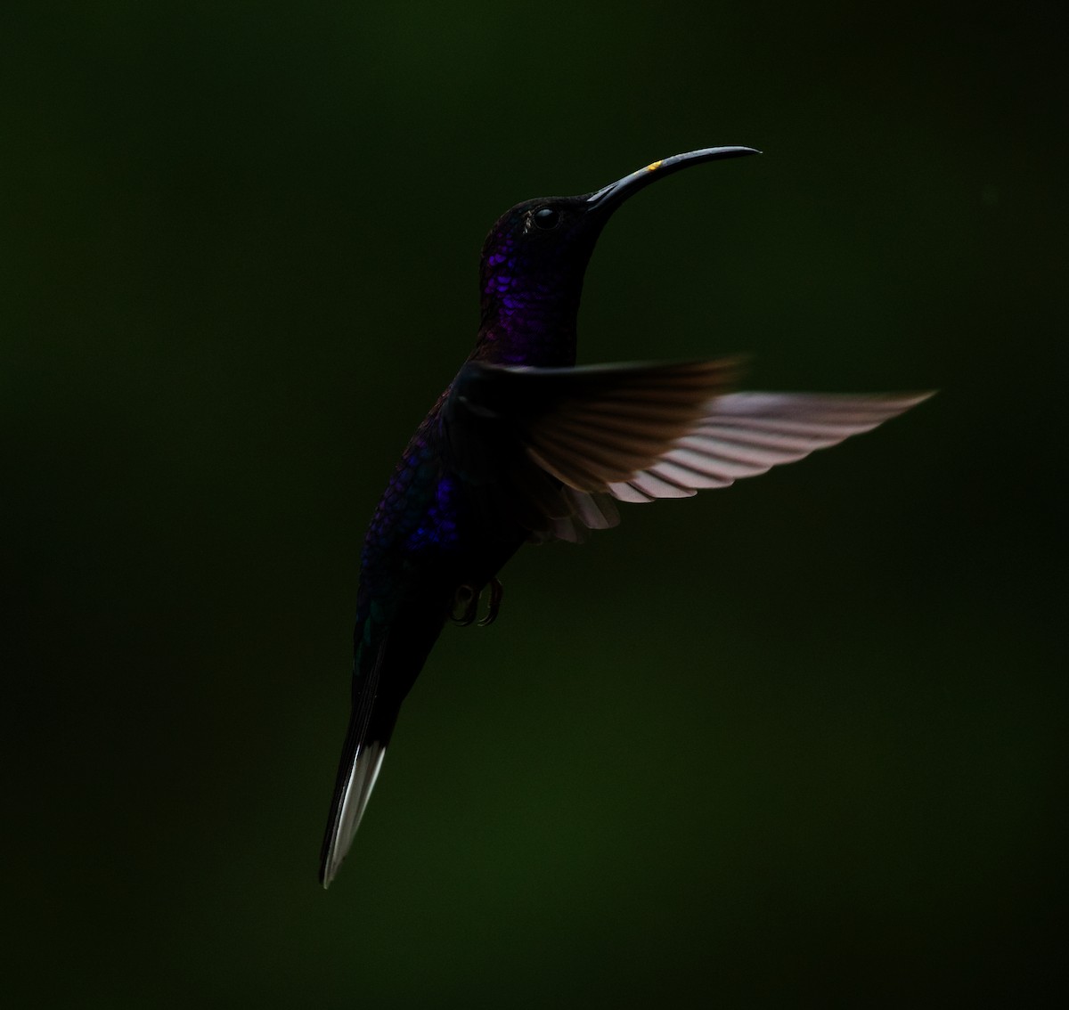 kolibřík fialkový - ML591107171