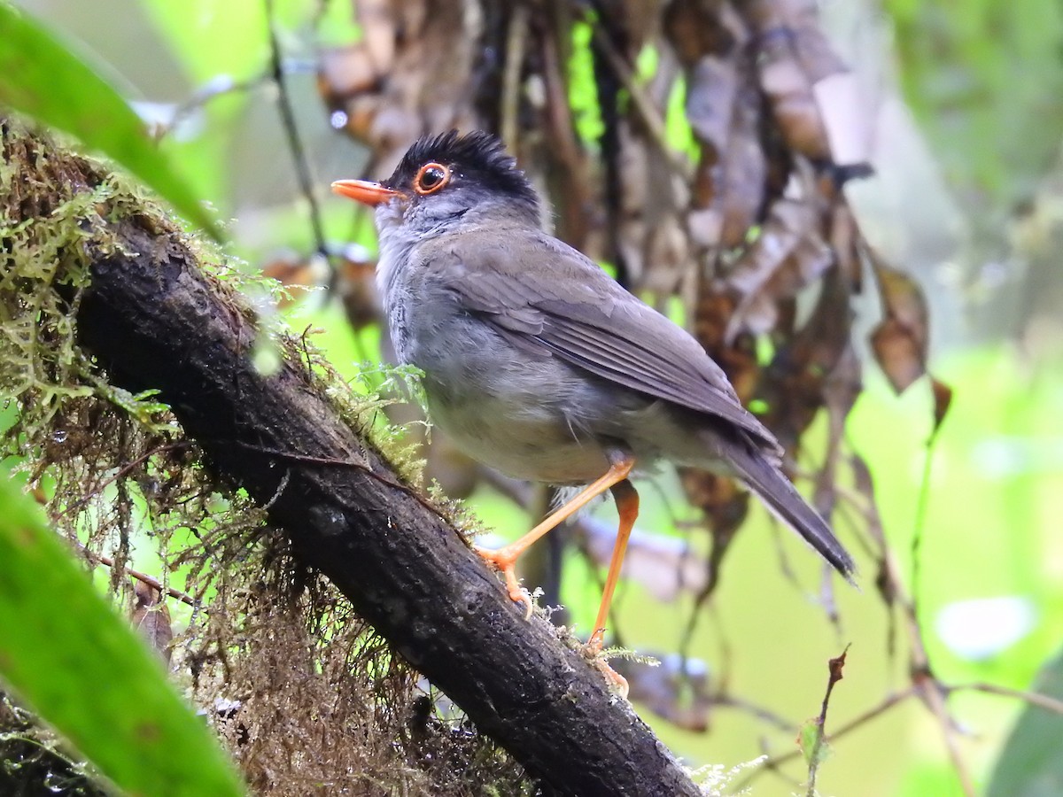 Black-headed Nightingale-Thrush - ML591107261