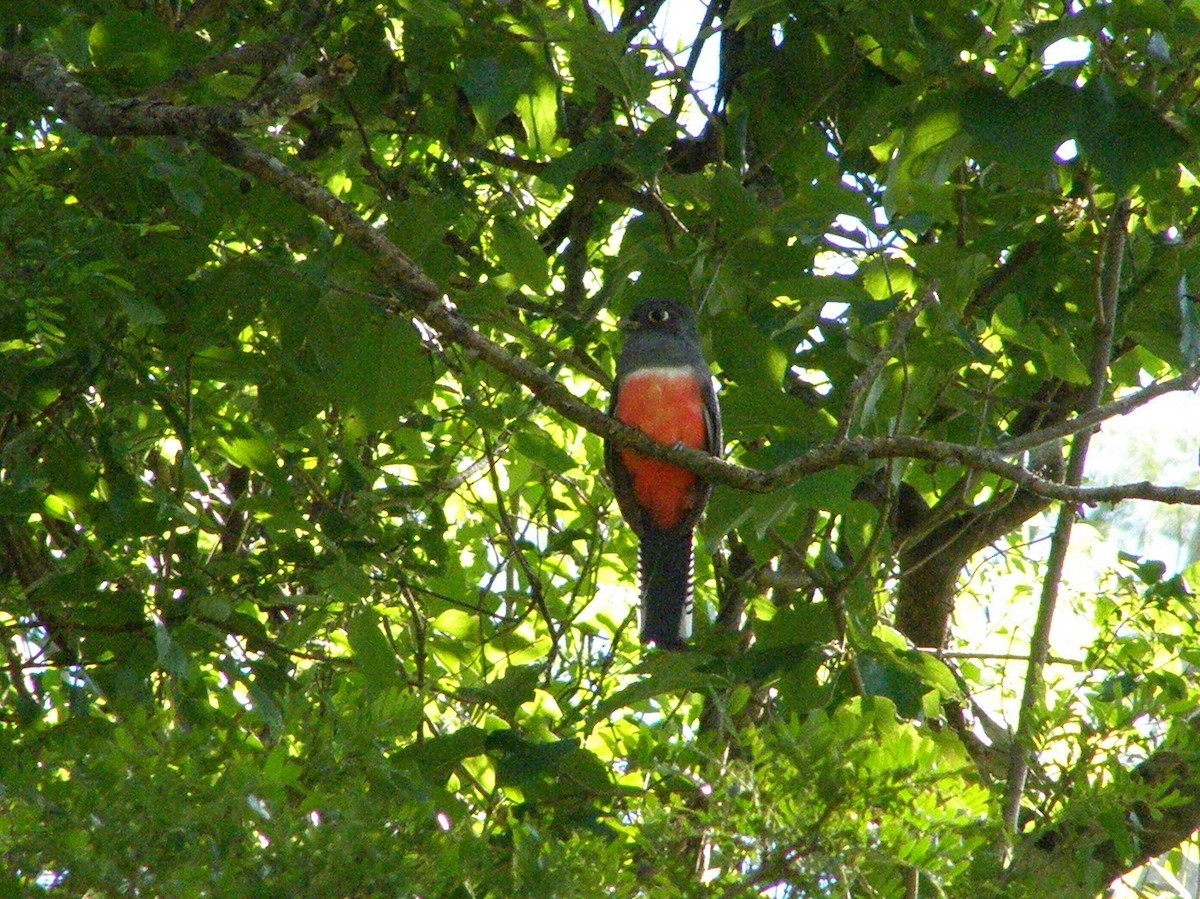 Blue-crowned Trogon - ML591107721