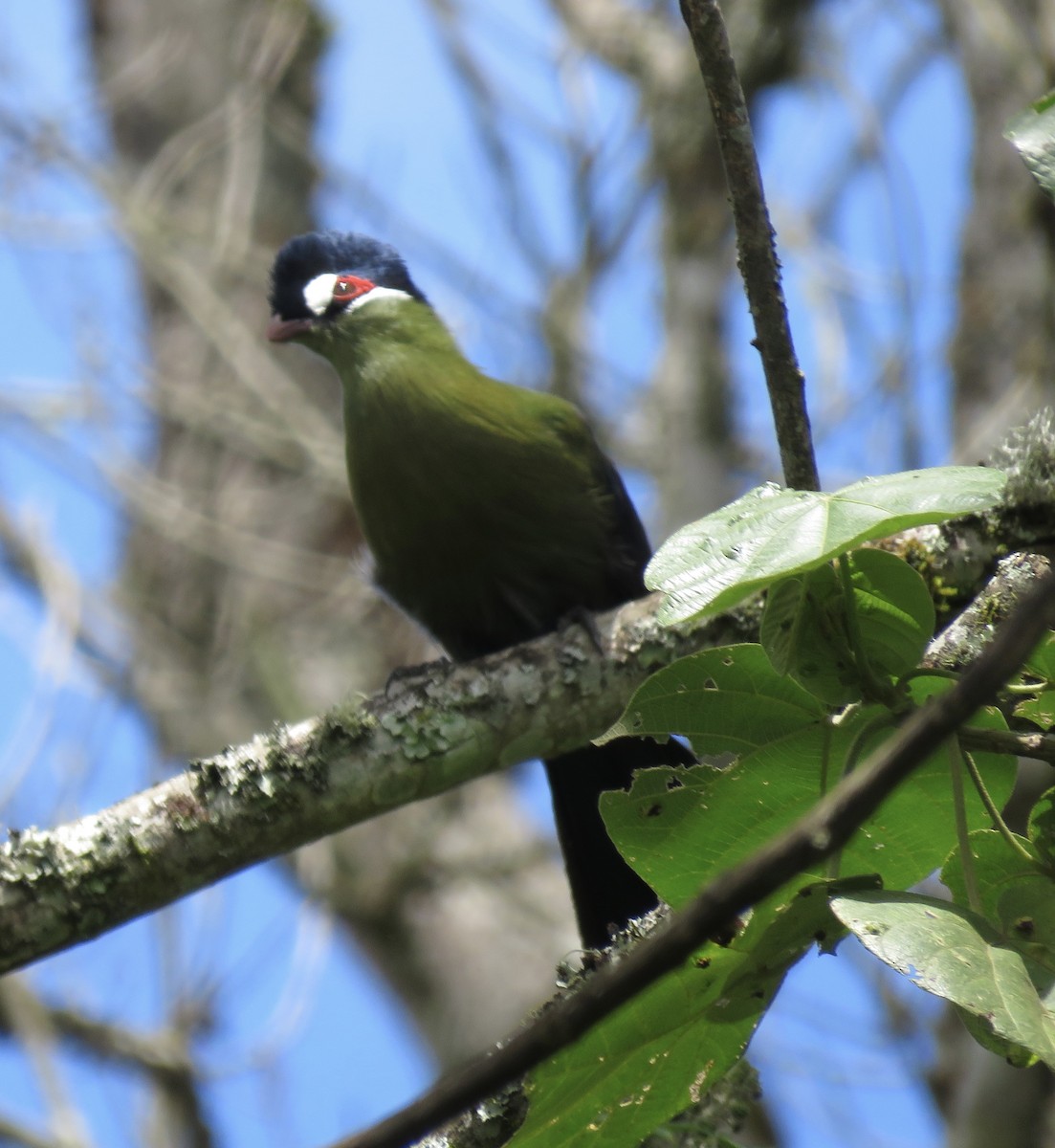 Turaco de Hartlaub - ML591108031