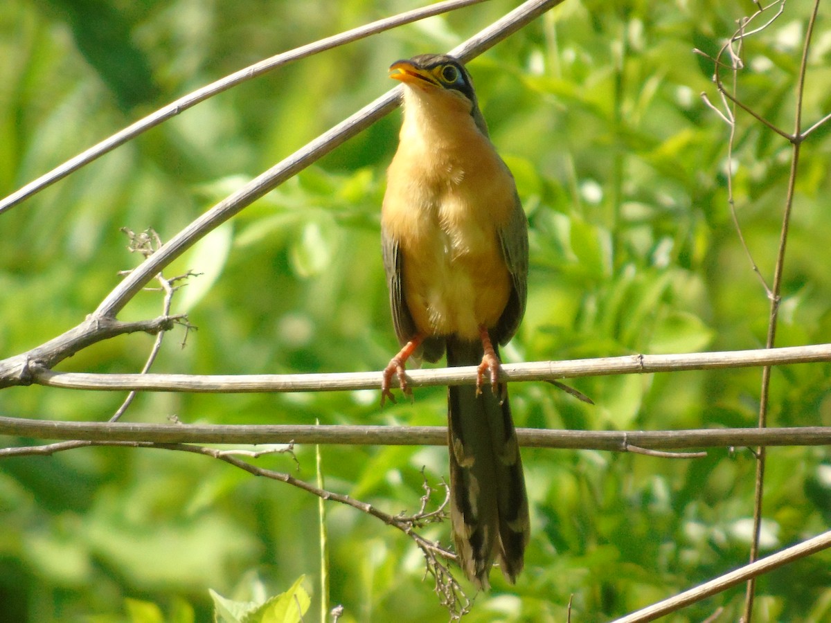 Lesser Ground-Cuckoo - ML591108761