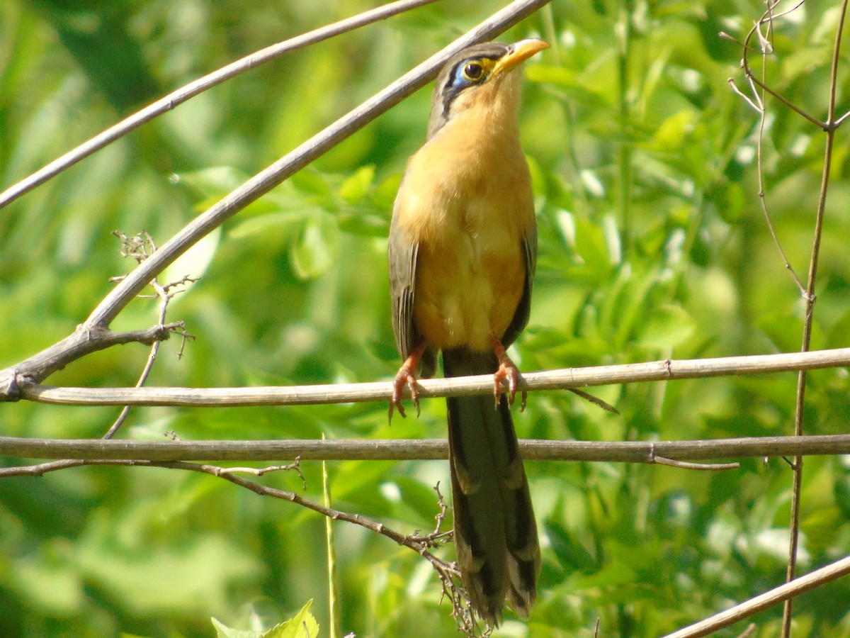 Lesser Ground-Cuckoo - ML591108771