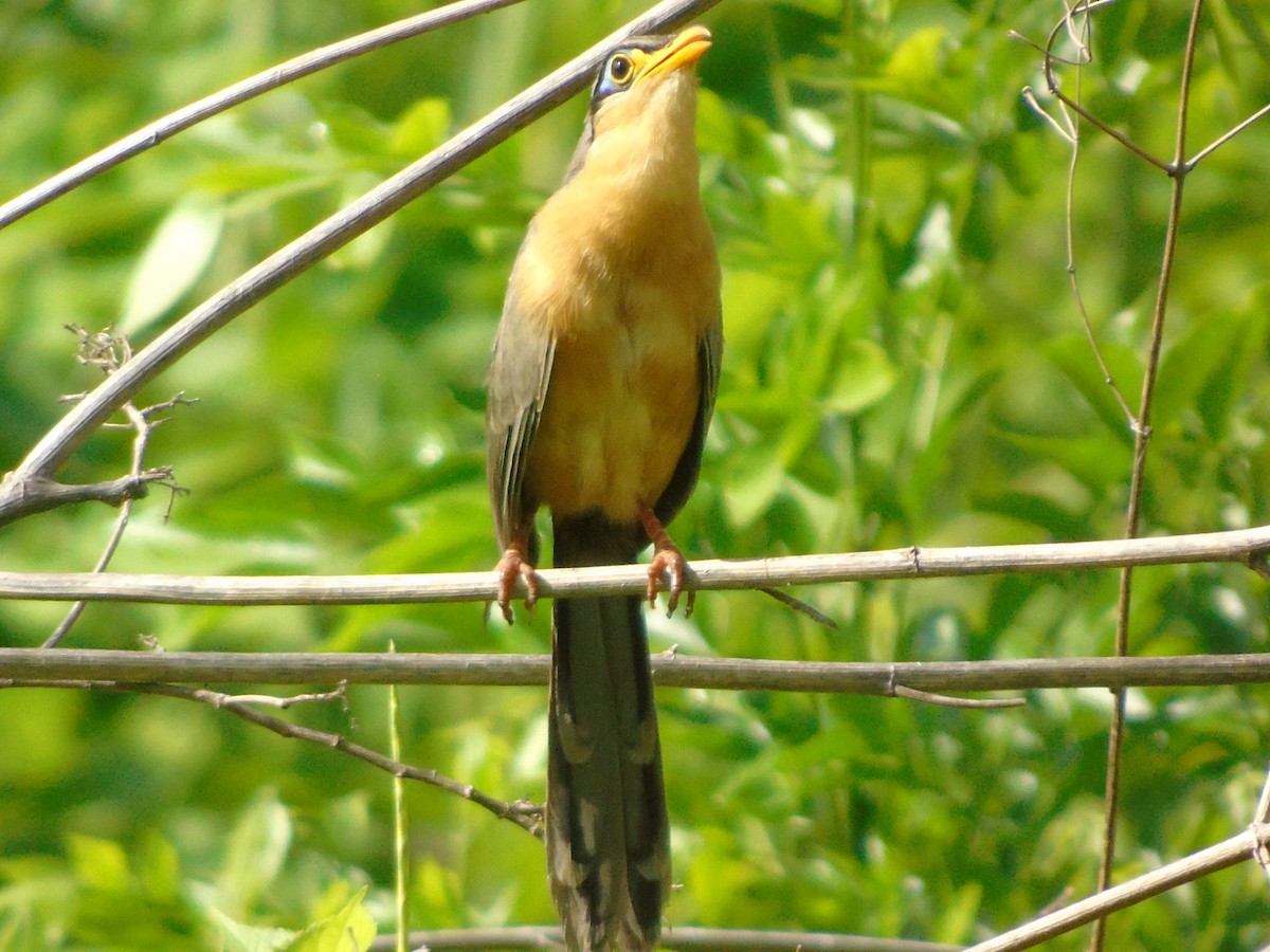 Lesser Ground-Cuckoo - ML591108781