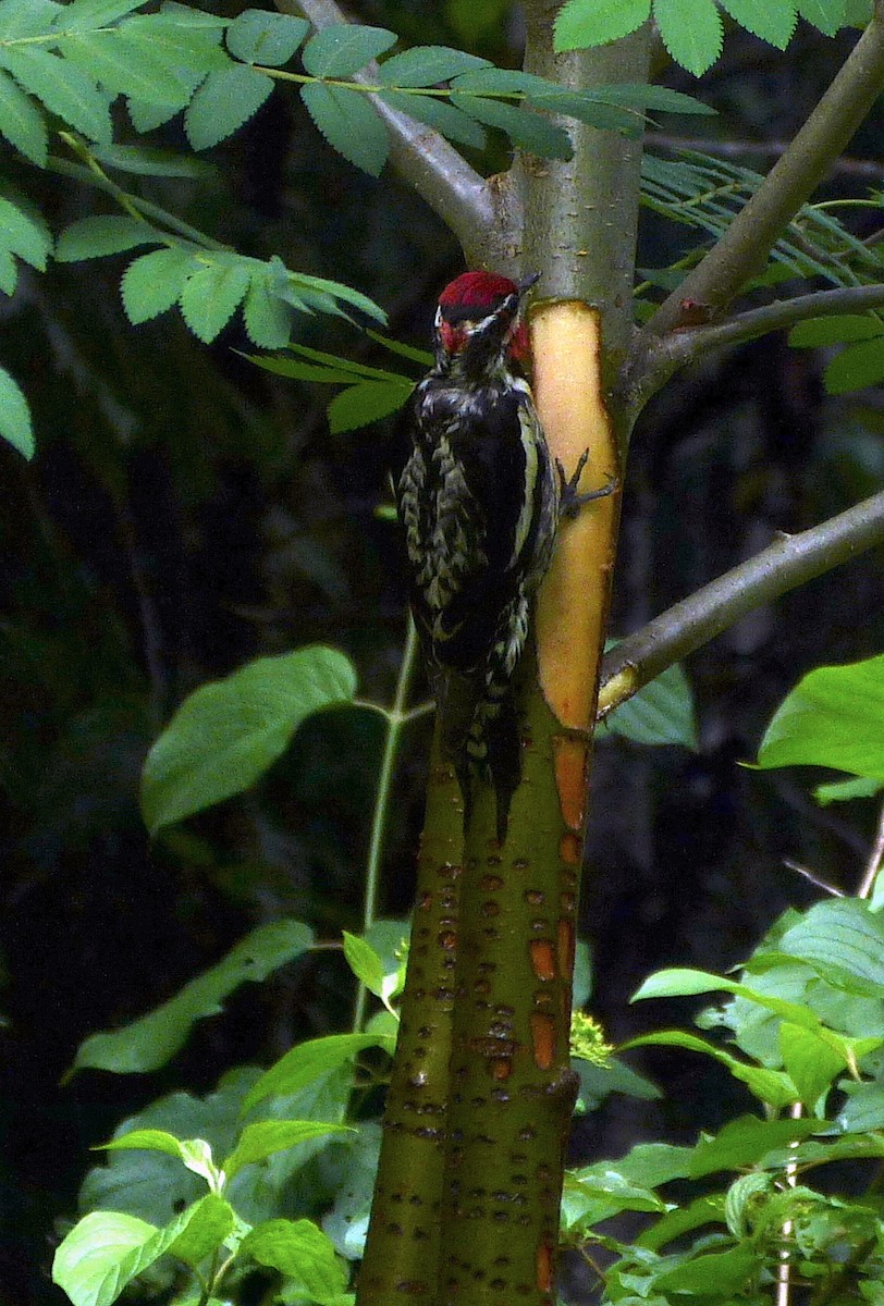 Red-naped x Red-breasted Sapsucker (hybrid) - Dennis Leonard