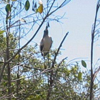Tántalo Americano - ML591110271