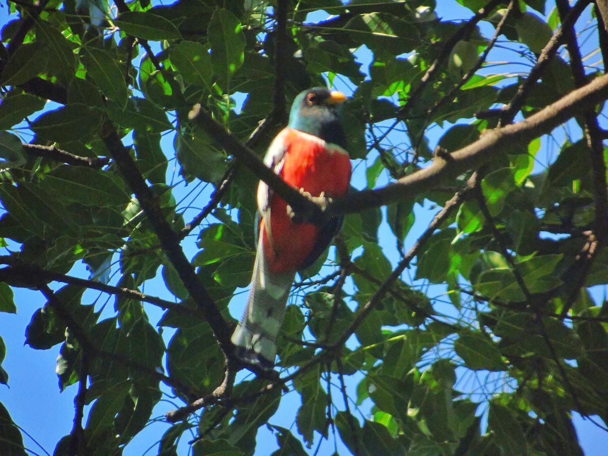 Elegant Trogon - ML591110391