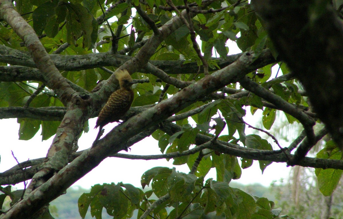 Pale-crested Woodpecker - ML591110581