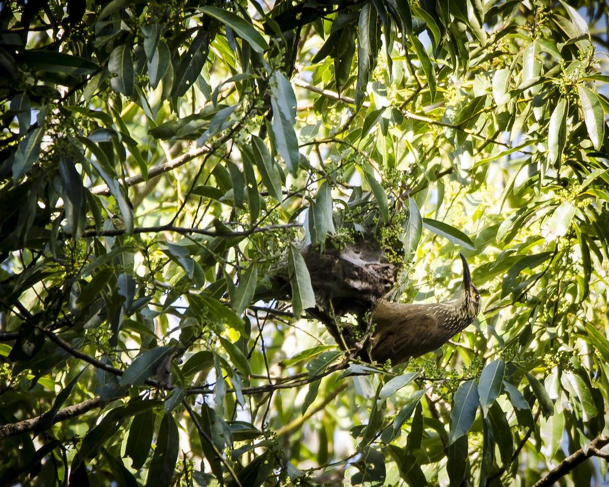 White-throated Woodcreeper - ML591110611