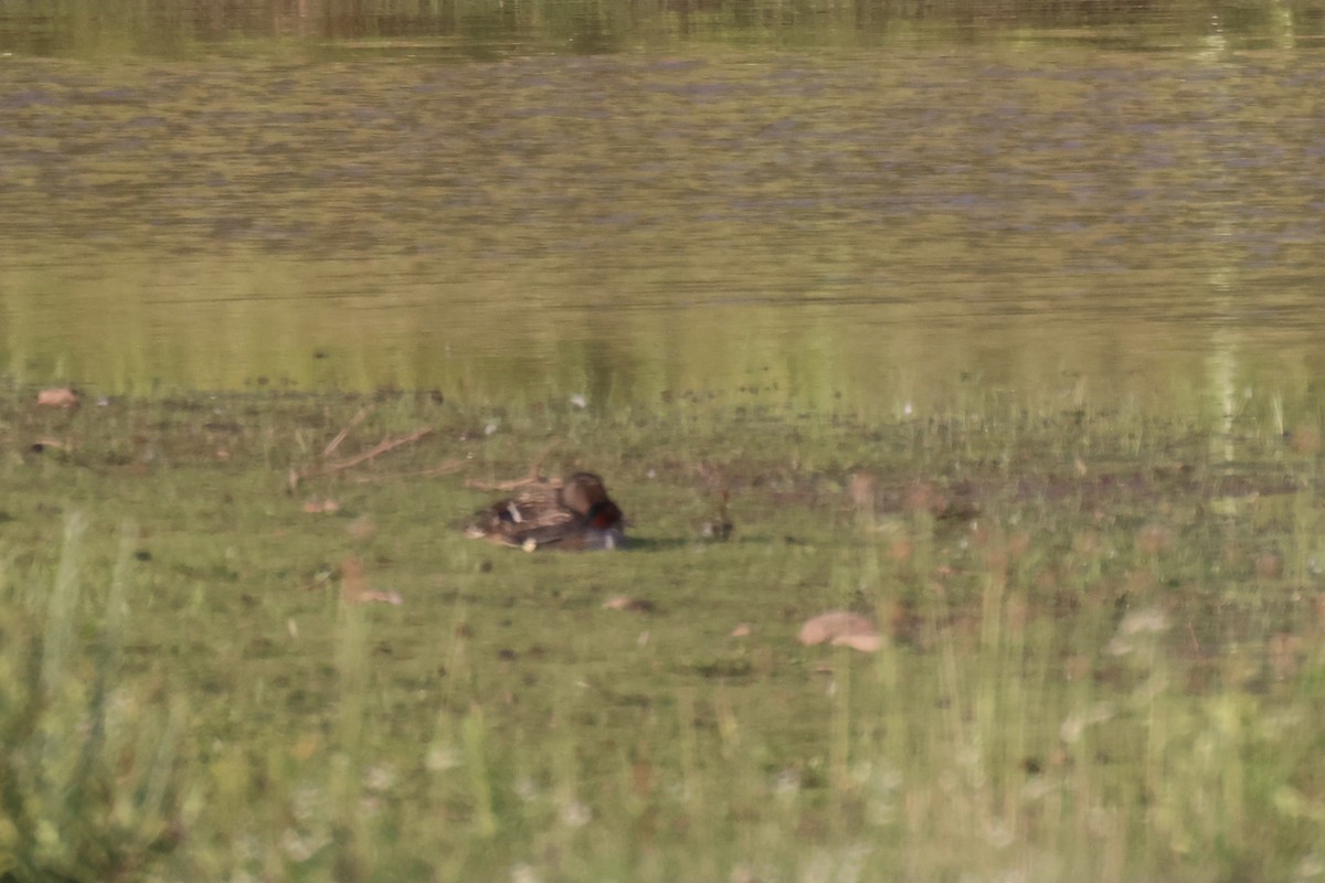 krikkand (carolinensis) (amerikakrikkand) - ML591111001