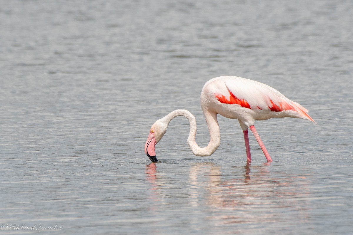 Greater Flamingo - ML591111191