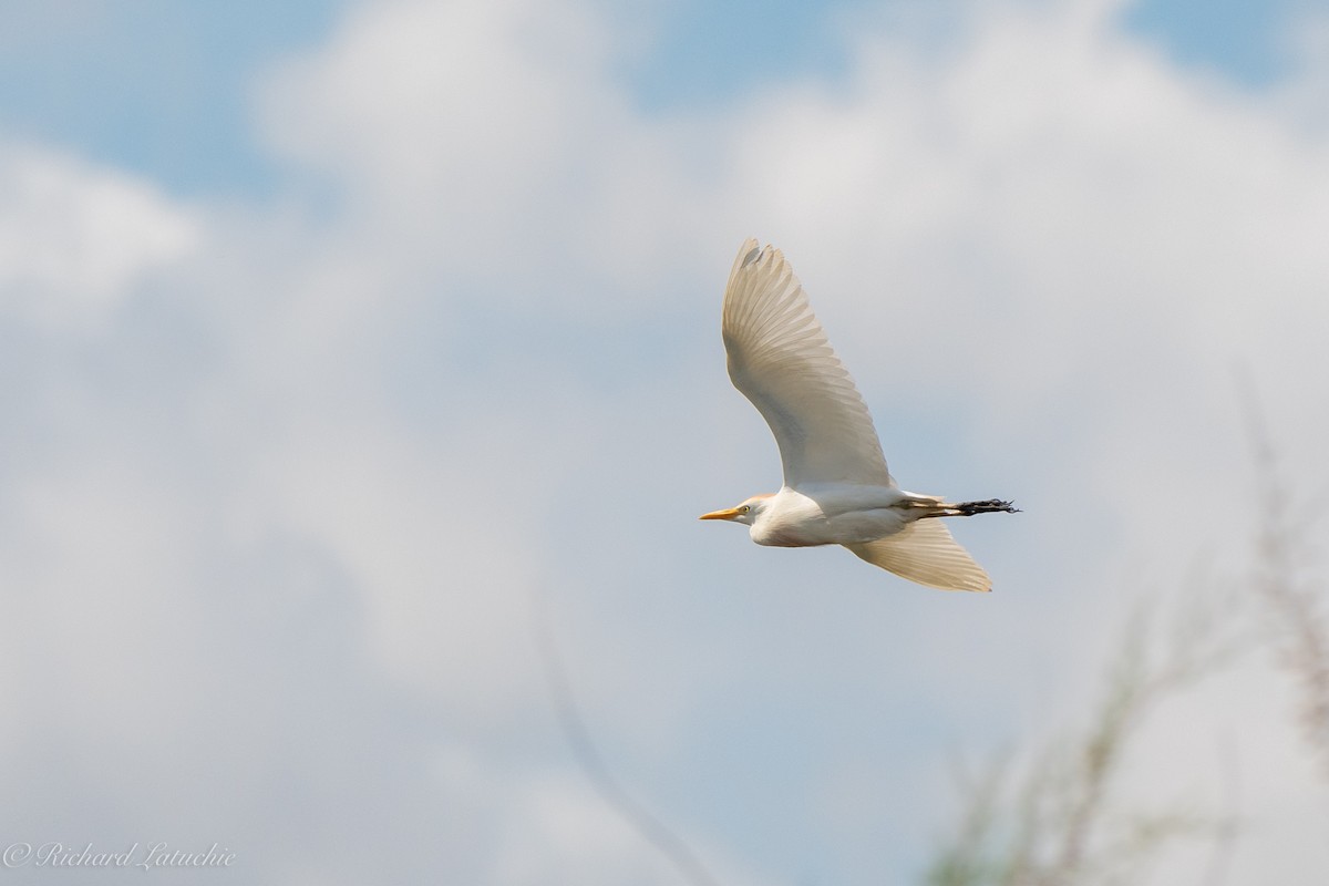 Western Cattle Egret - ML591111571