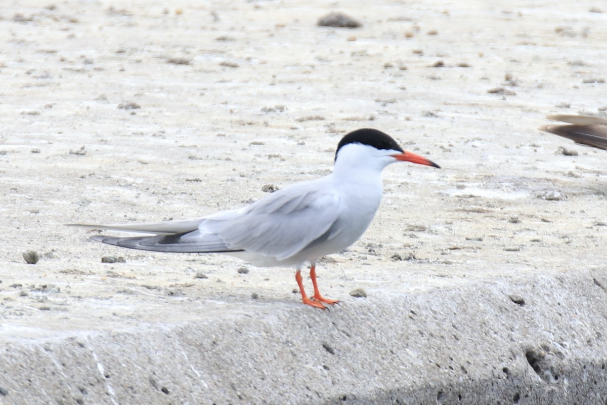 Common Tern - ML591111691