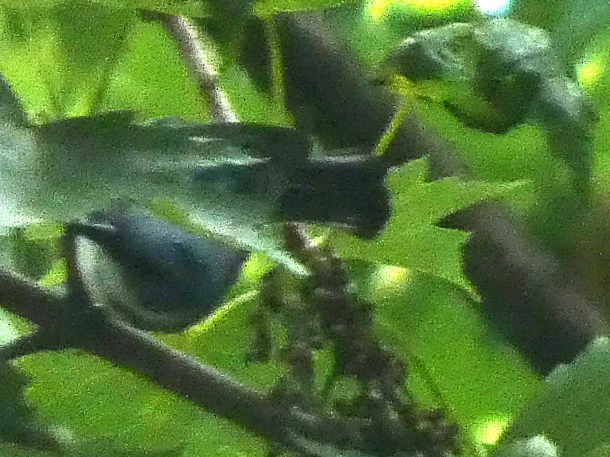 Cerulean Warbler - ML591111911