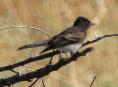 Black Phoebe - ML591112951