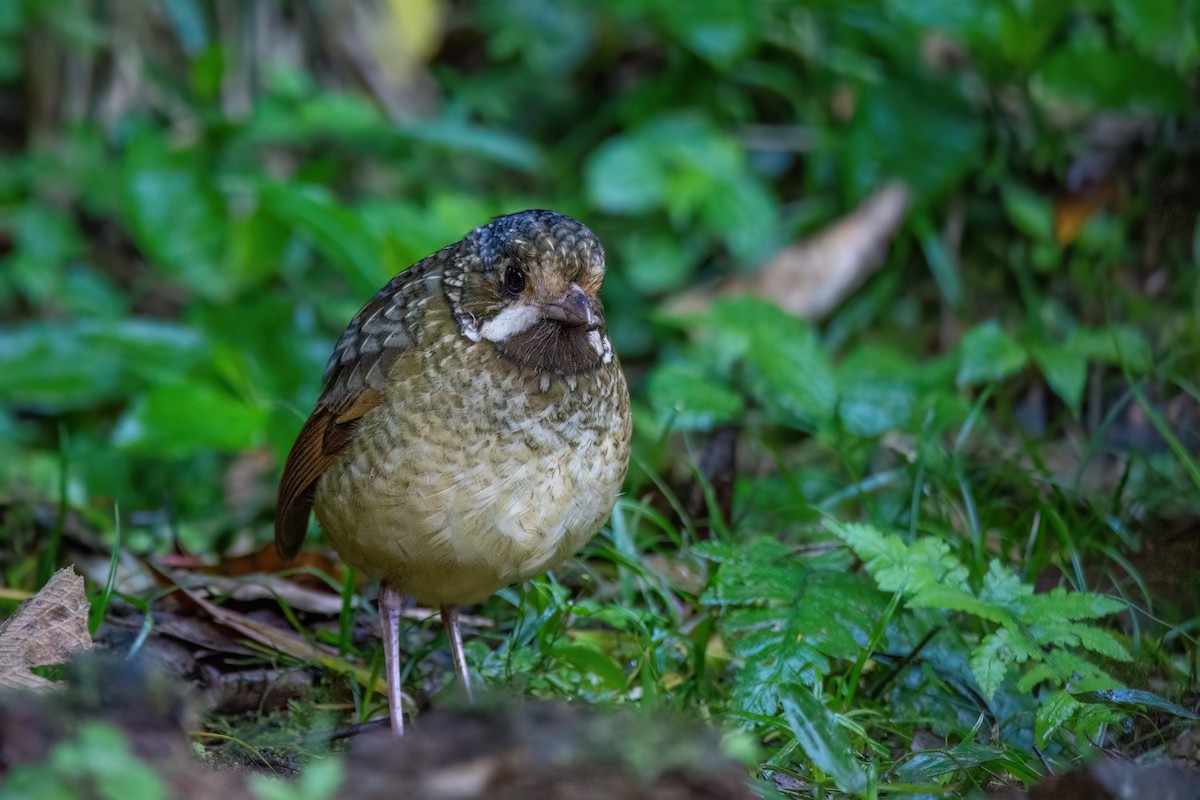 Variegated Antpitta - ML591113011