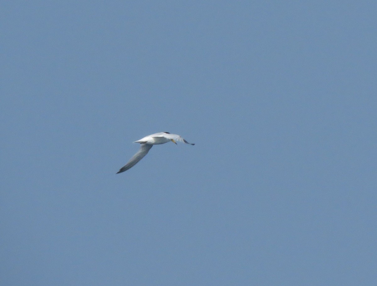 Saunders's Tern - ML591113361