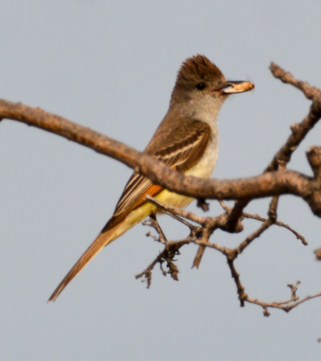 Ash-throated Flycatcher - ML591113801