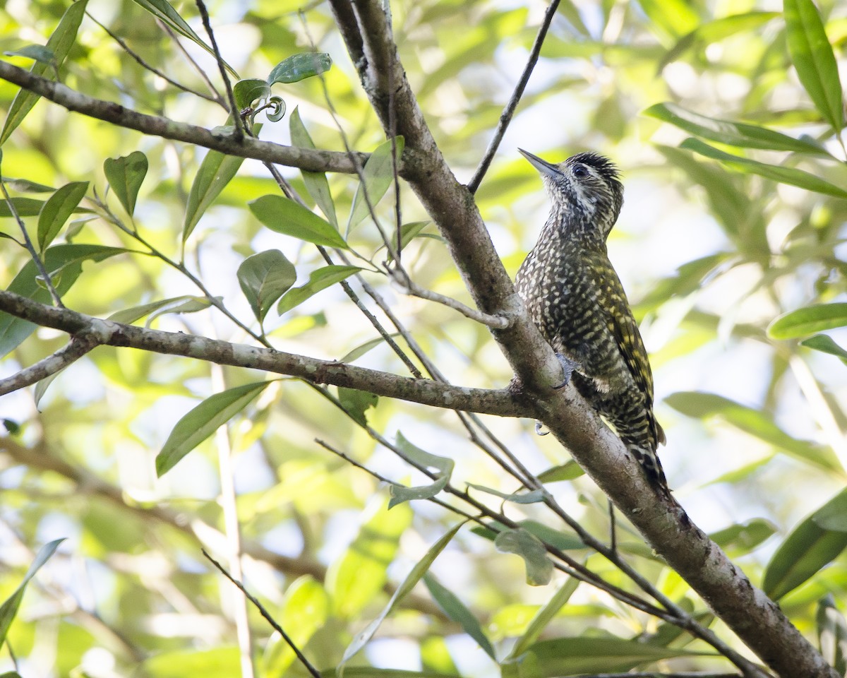 White-spotted Woodpecker - Ignacio Zapata