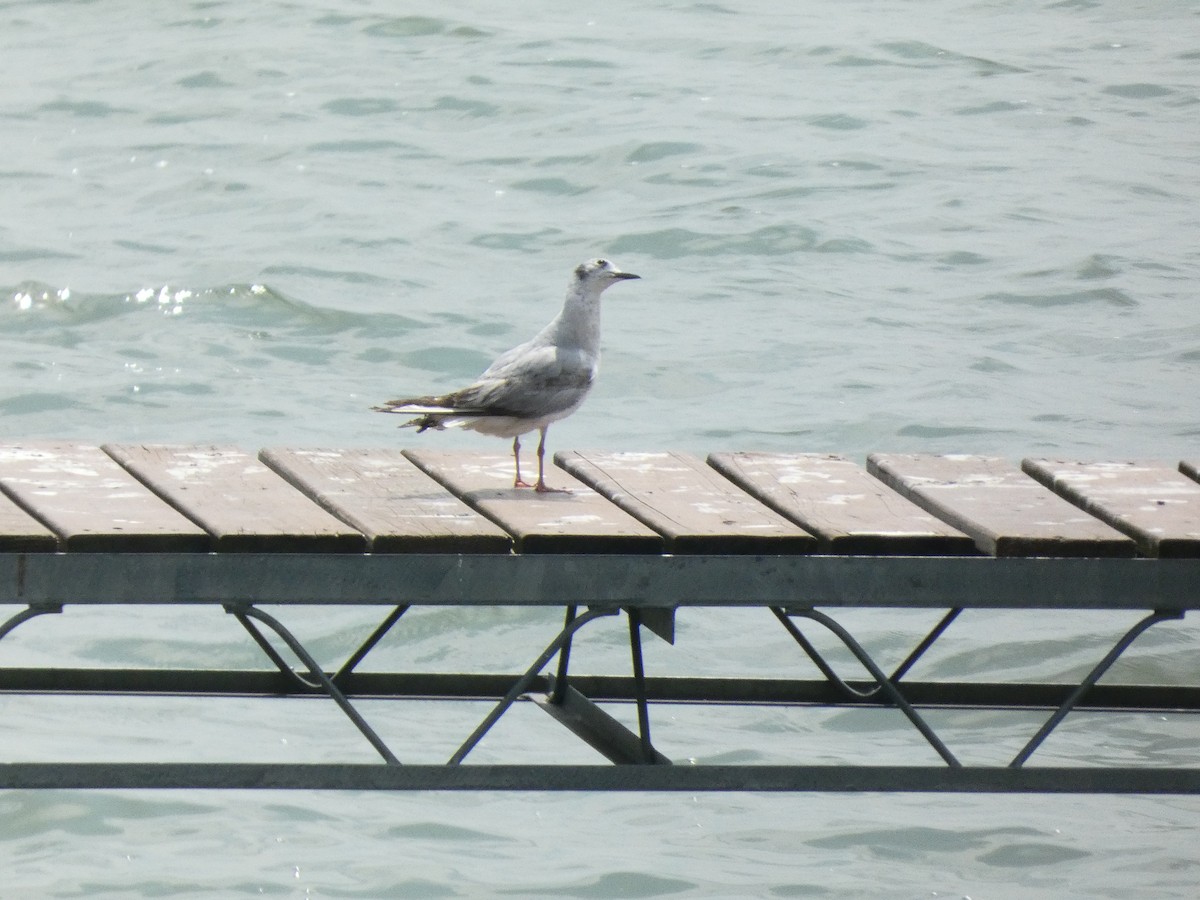 Bonaparte's Gull - Ethan K