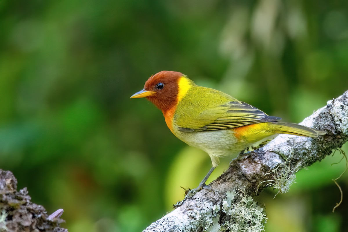Rufous-headed Tanager - Marcos Eugênio Birding Guide