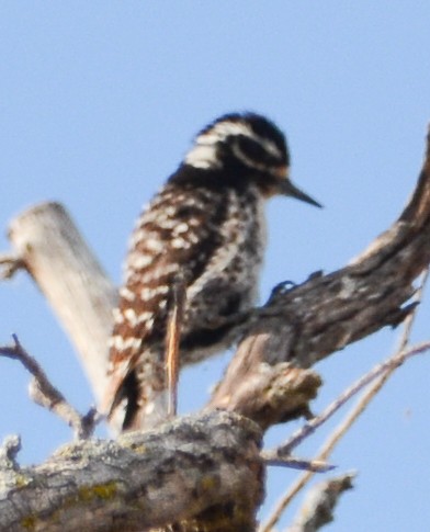 Nuttall's Woodpecker - ML591114831