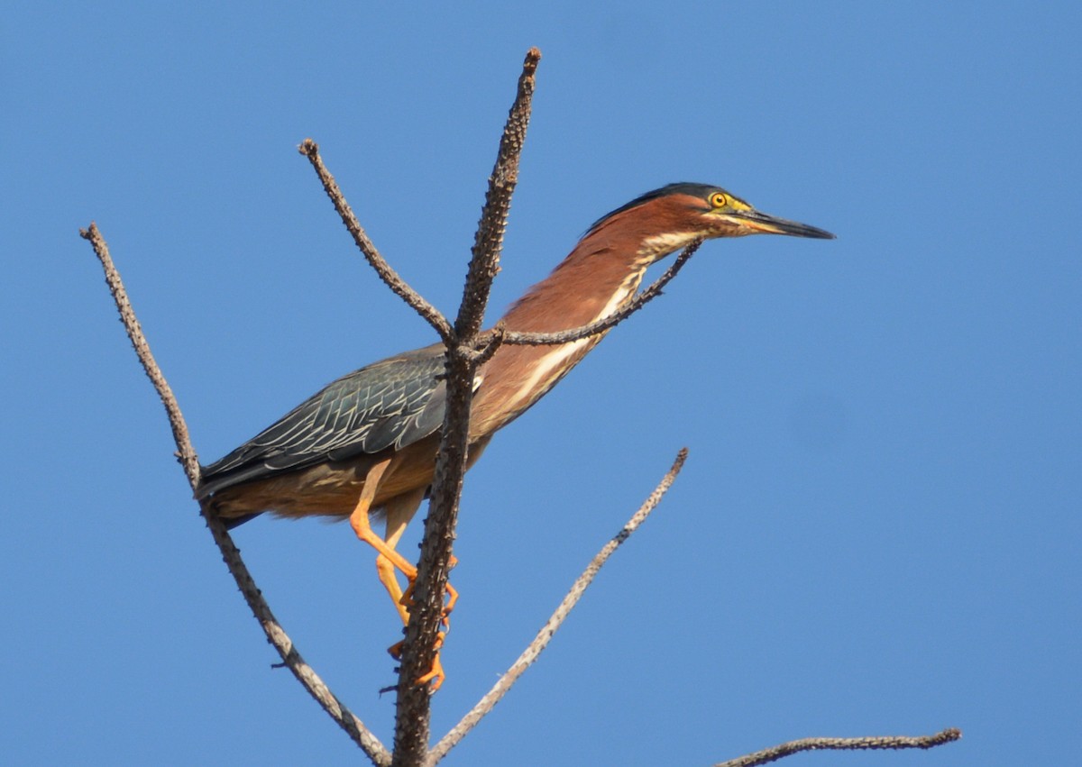 Green Heron - ML591115001