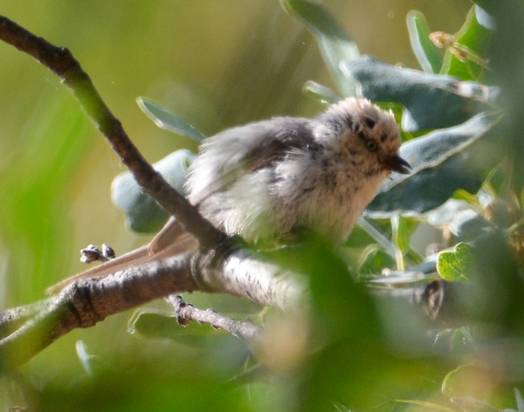 Bushtit - ML591115091