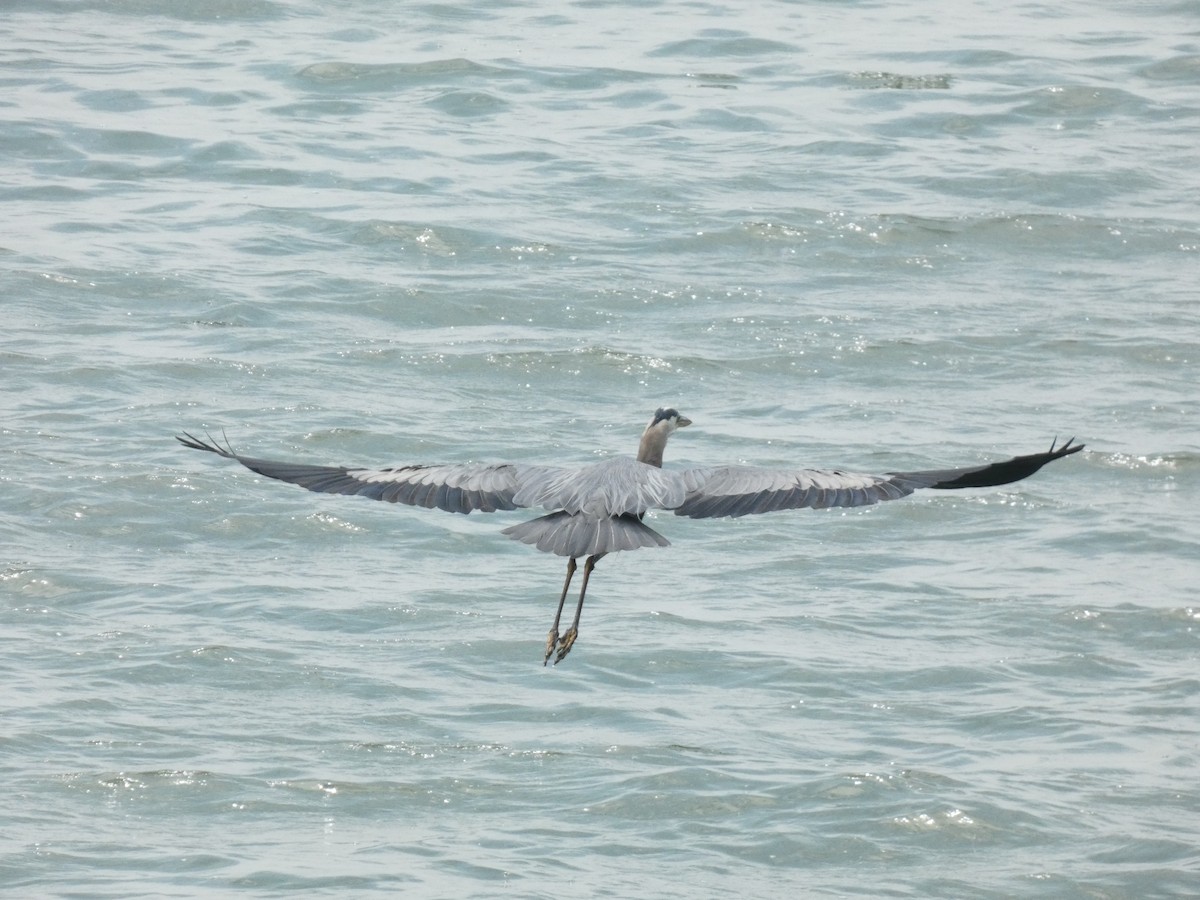 Great Blue Heron - ML591115211