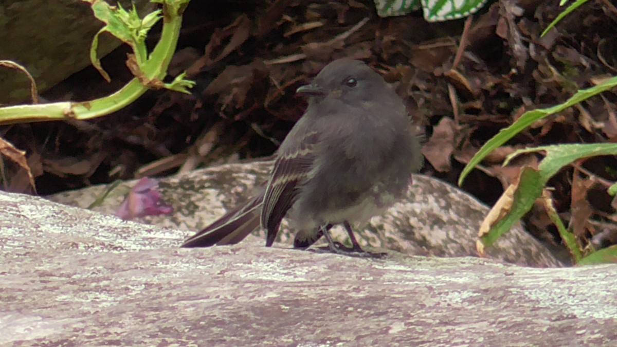 Black Phoebe - ML591115451