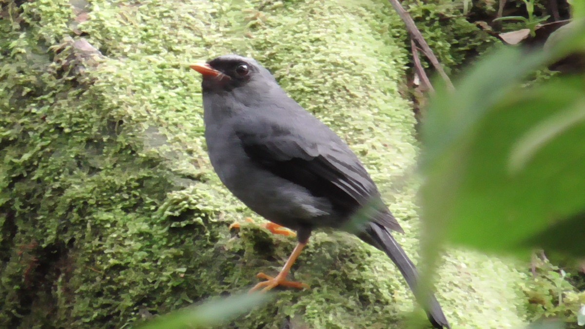 Black-faced Solitaire - ML591116061