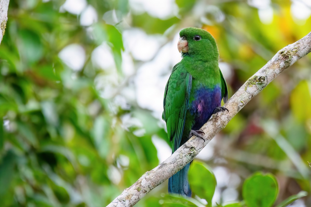 Blue-bellied Parrot - ML591116401