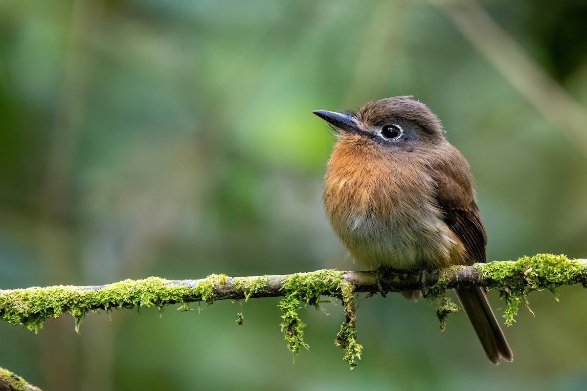 Zügelfaulvogel - ML591116811