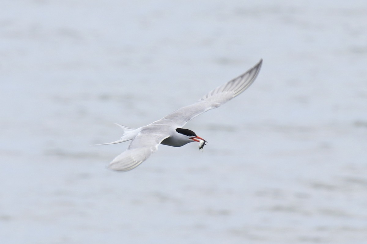 Common Tern - ML591116821