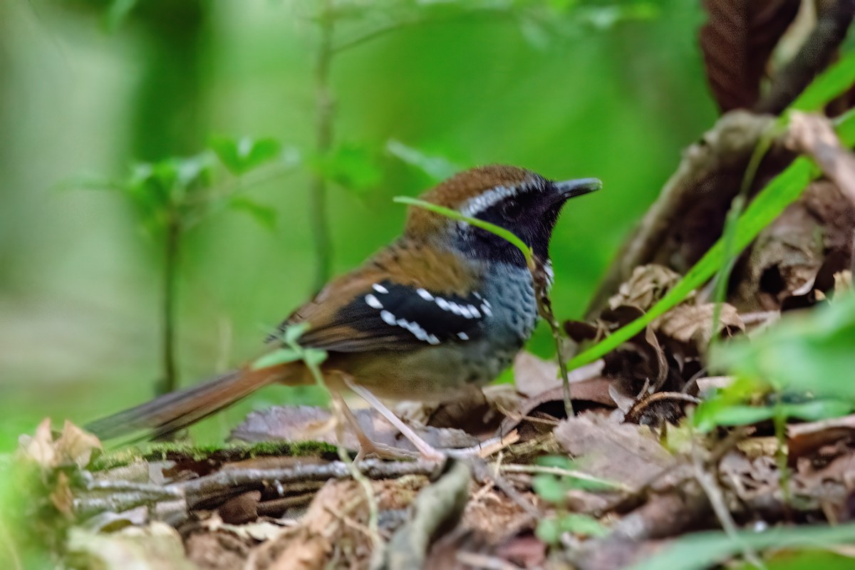 Squamate Antbird - Marcos Eugênio Birding Guide