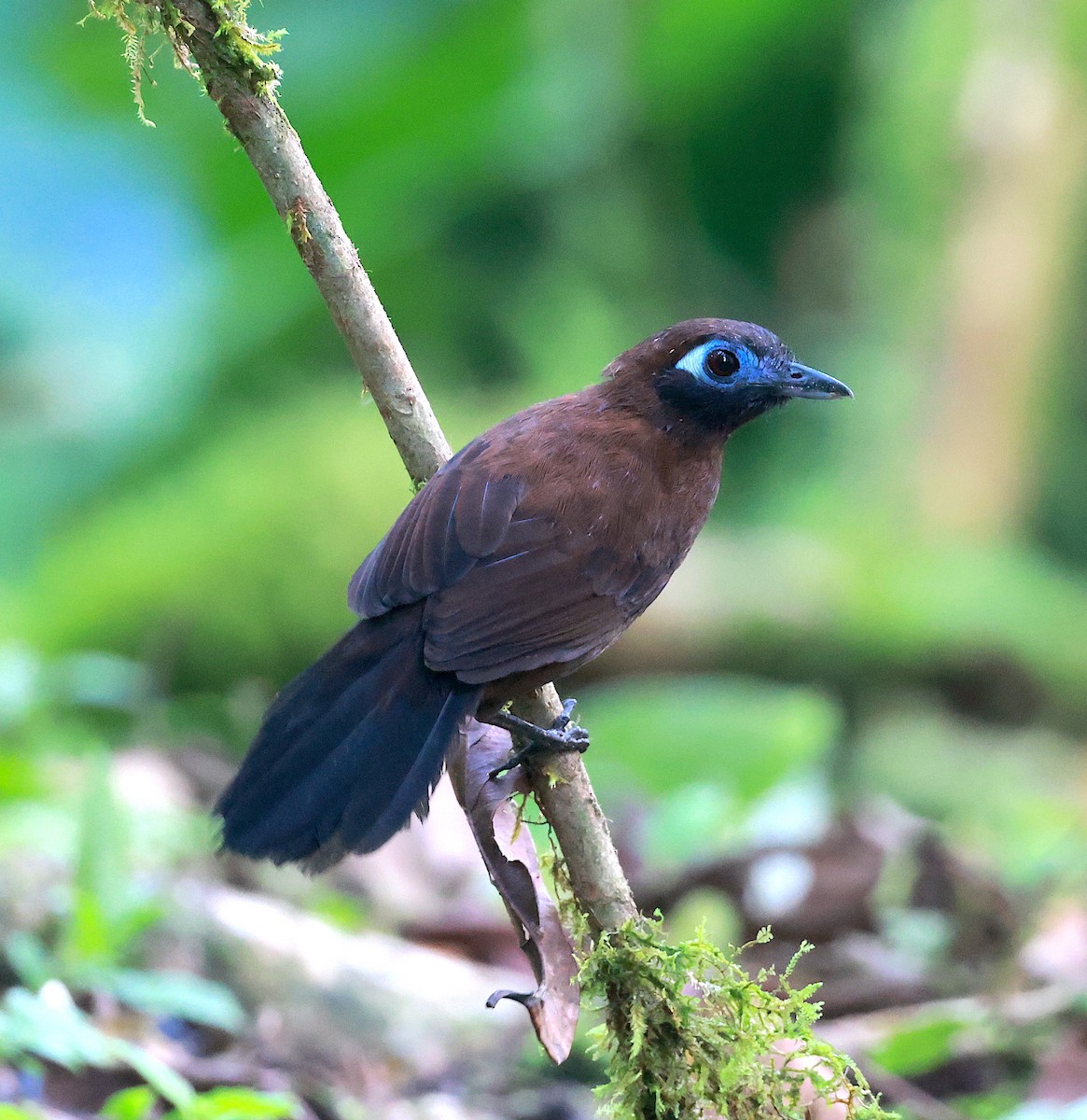 Chestnut-backed Antbird - ML591116991