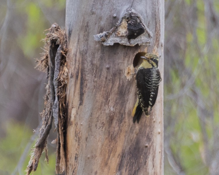 American Three-toed Woodpecker - Dixie Sommers