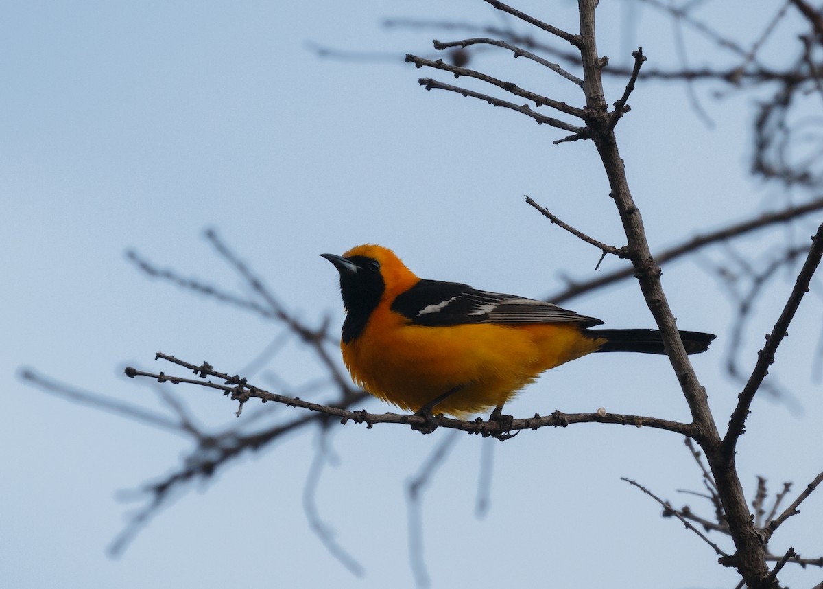 Hooded Oriole - ML59111761