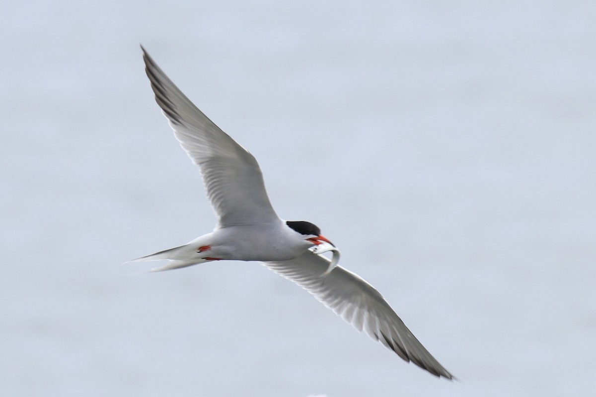 Common Tern - ML591118131