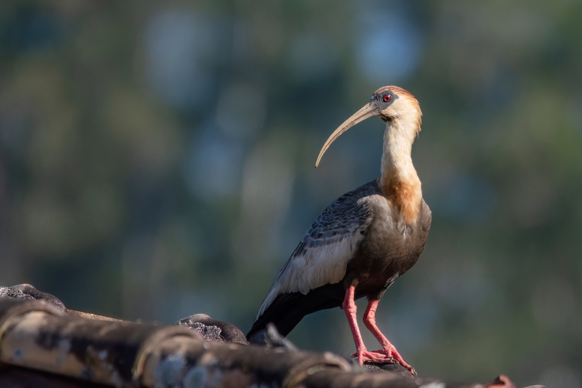 ibis bělokřídlý - ML591119391