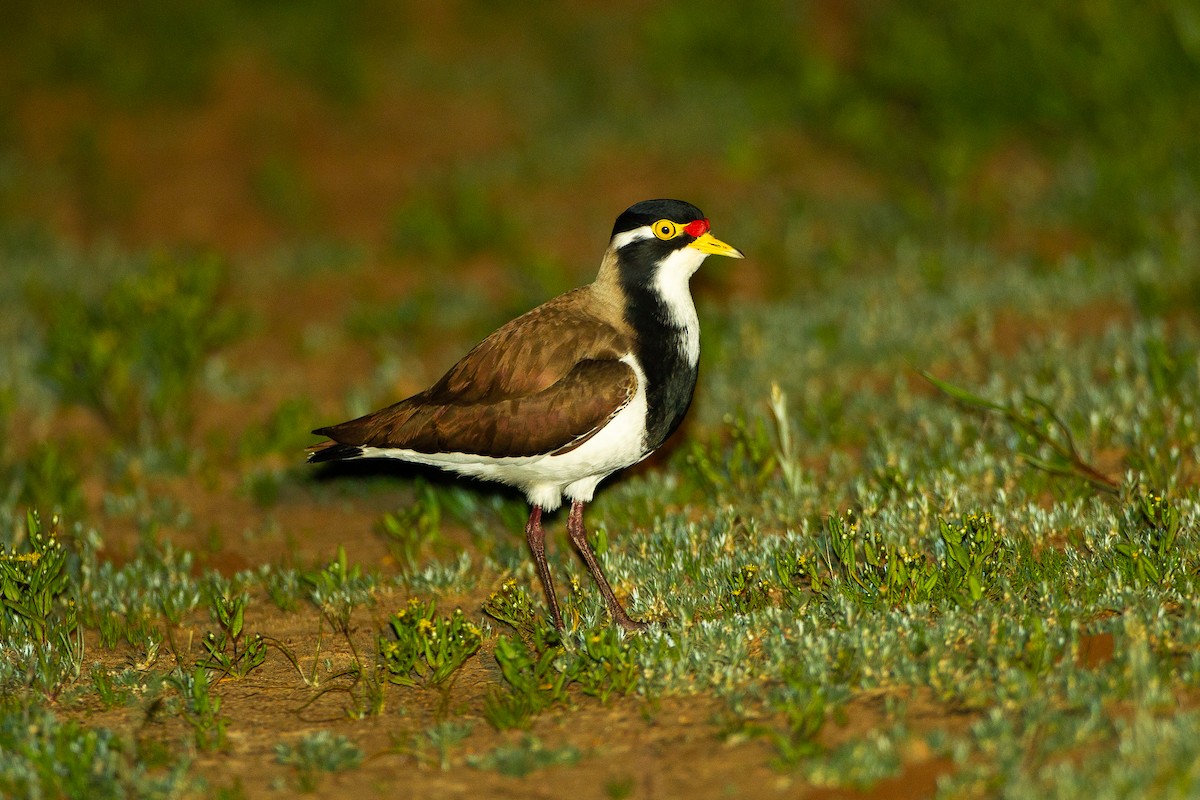 Banded Lapwing - ML591119681