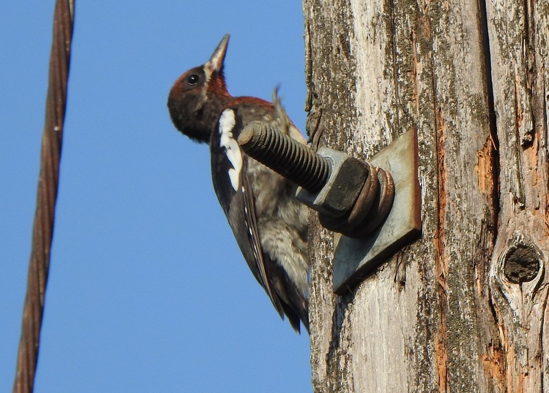 Red-breasted Sapsucker - Andy Frank