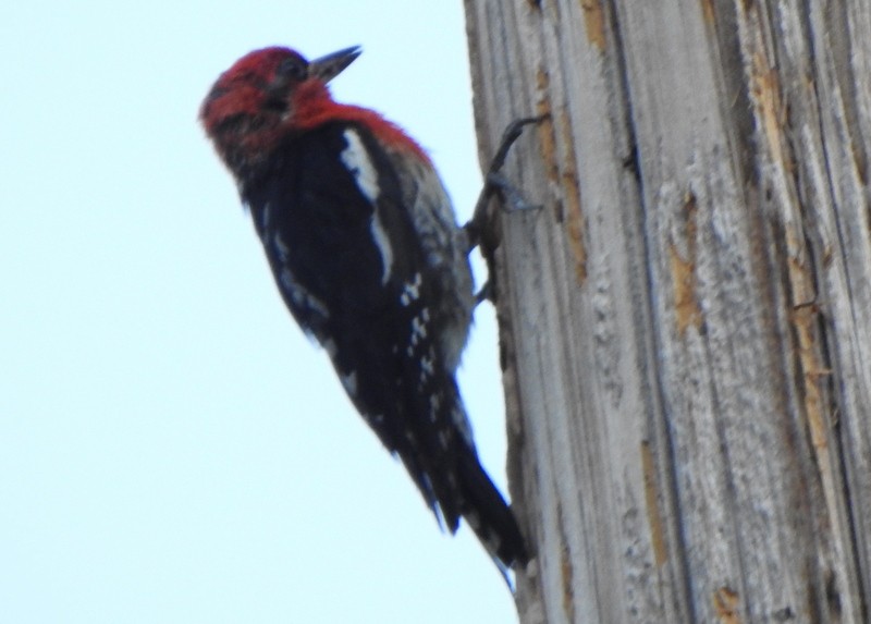 Red-breasted Sapsucker - ML591119721