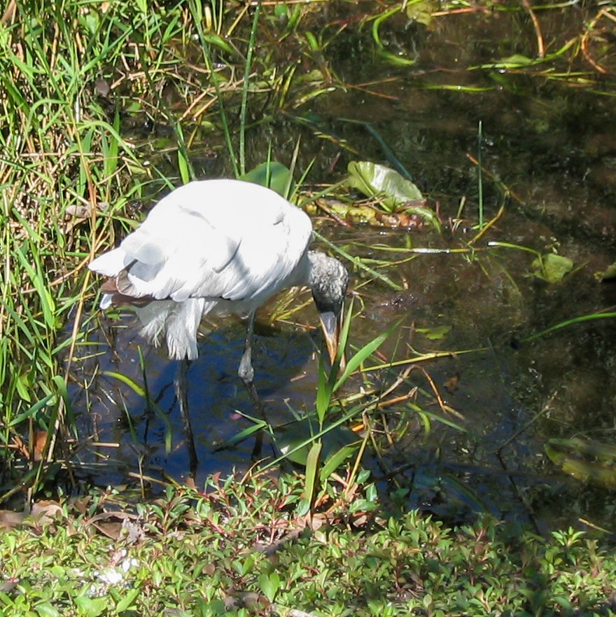 Wood Stork - ML591120441