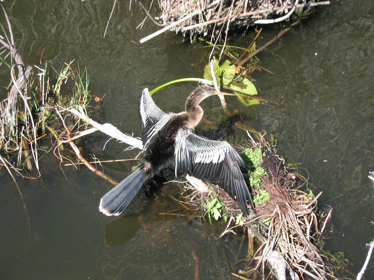 Anhinga - ML591120551