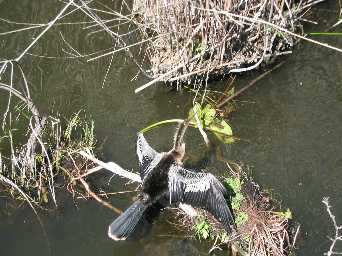 Anhinga - Anonymous