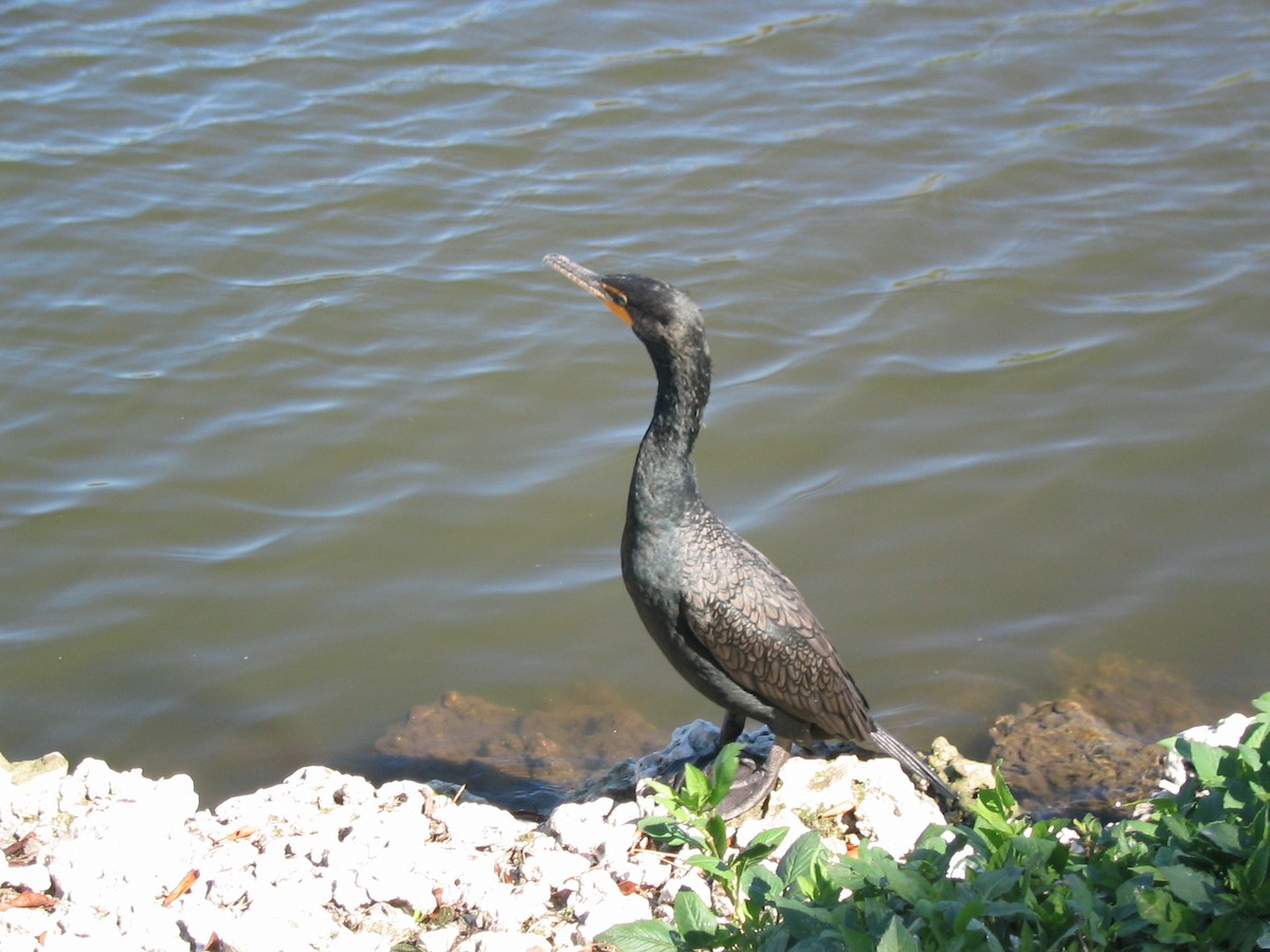 Double-crested Cormorant - ML591121371