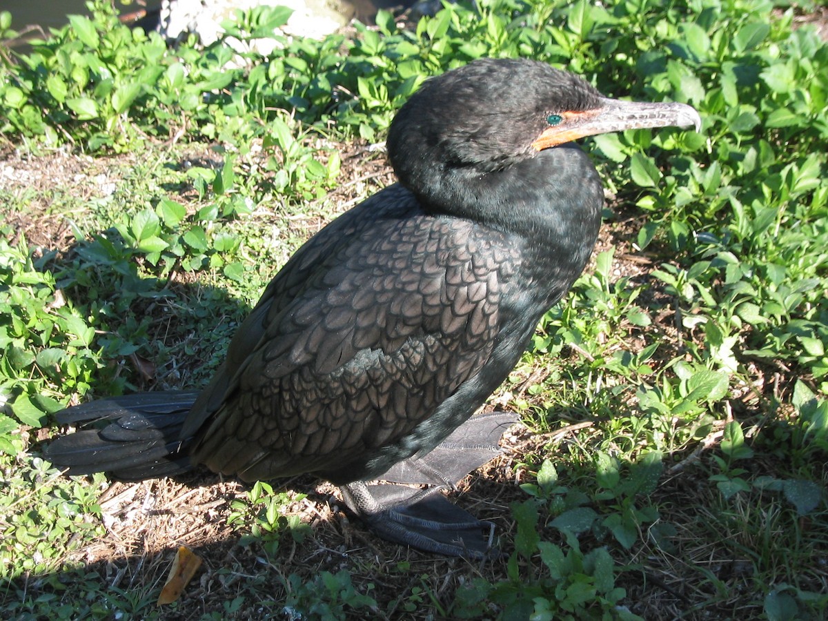 Double-crested Cormorant - ML591121391