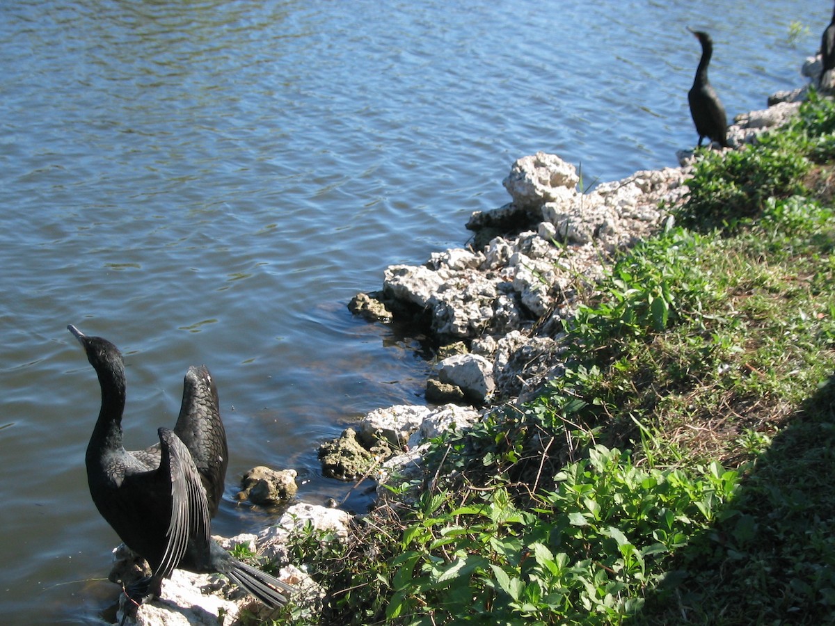 Double-crested Cormorant - ML591121401