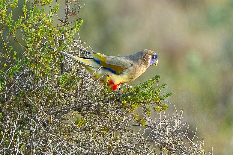 Папужець червоночеревий - ML591121481